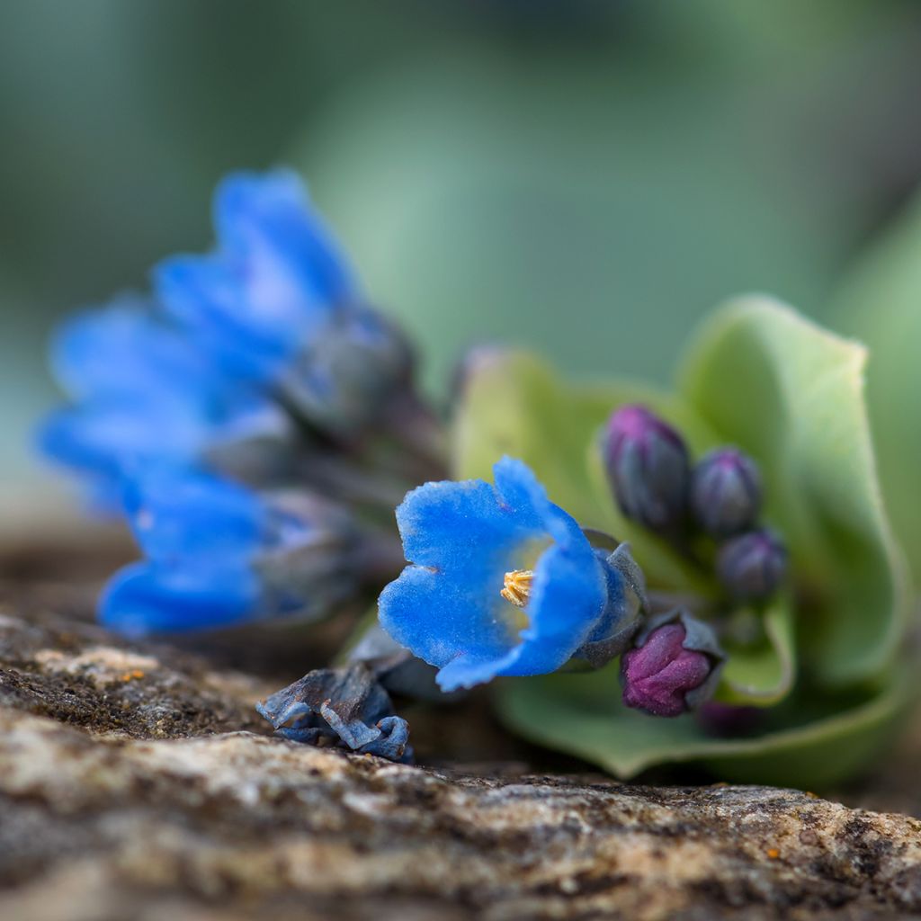 Mertensia maritima, plante huître - Graines