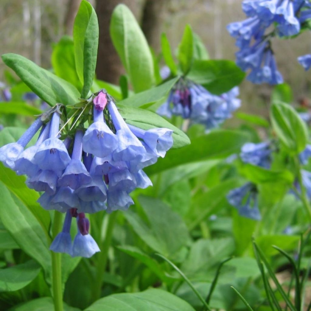 Mertensia virginica - Jacinthe de Virginie