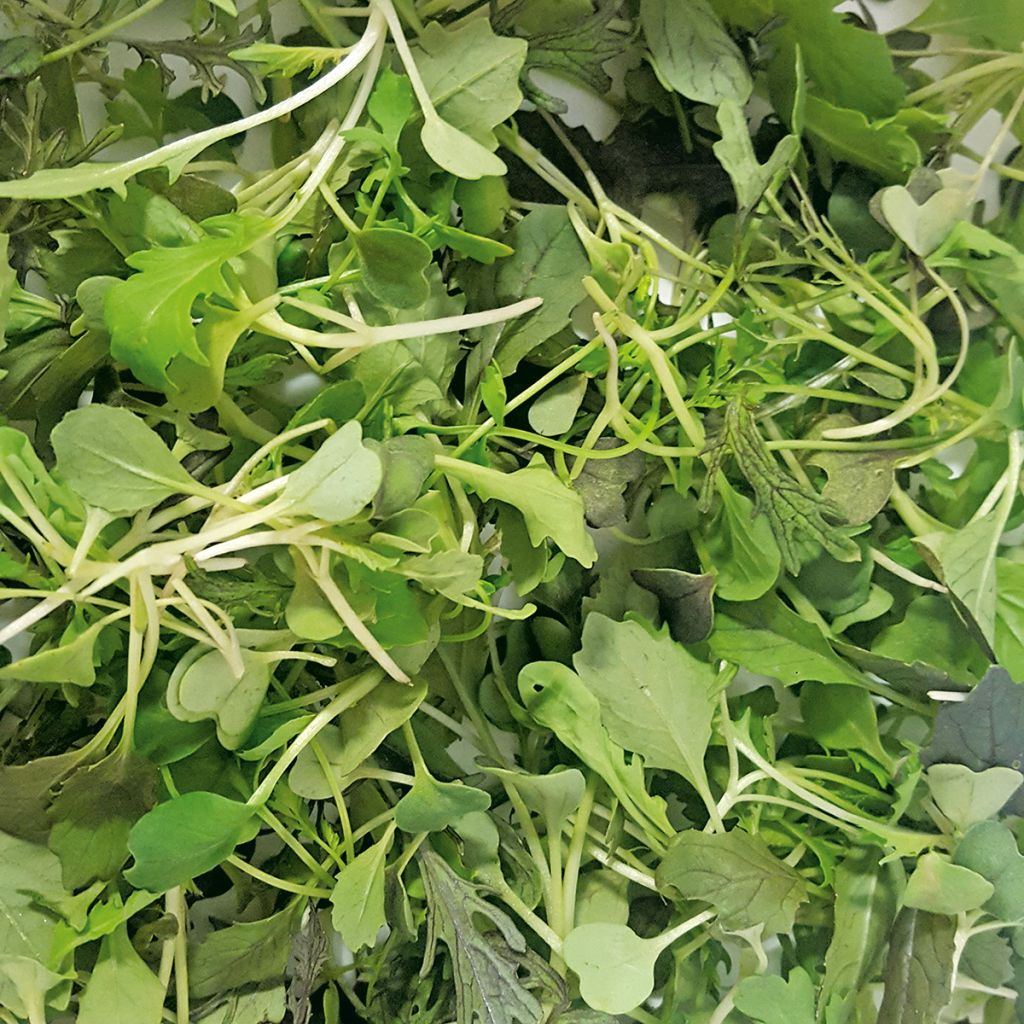 Salades à couper Samourai Mix - Mesclun asiatique