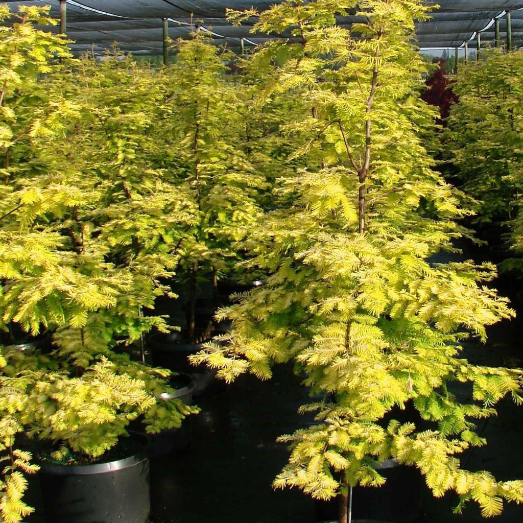 Metasequoia glyptostroboides Gold Rush