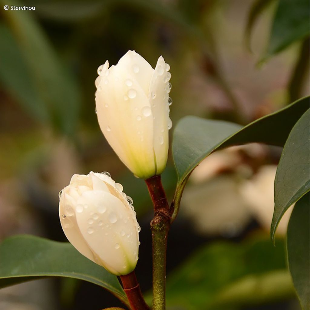 Michelia (x) foggii Allspice - Michelia hybride