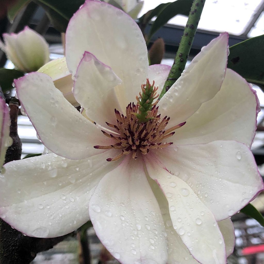 Michelia Fairy Lime - Michelia hybride