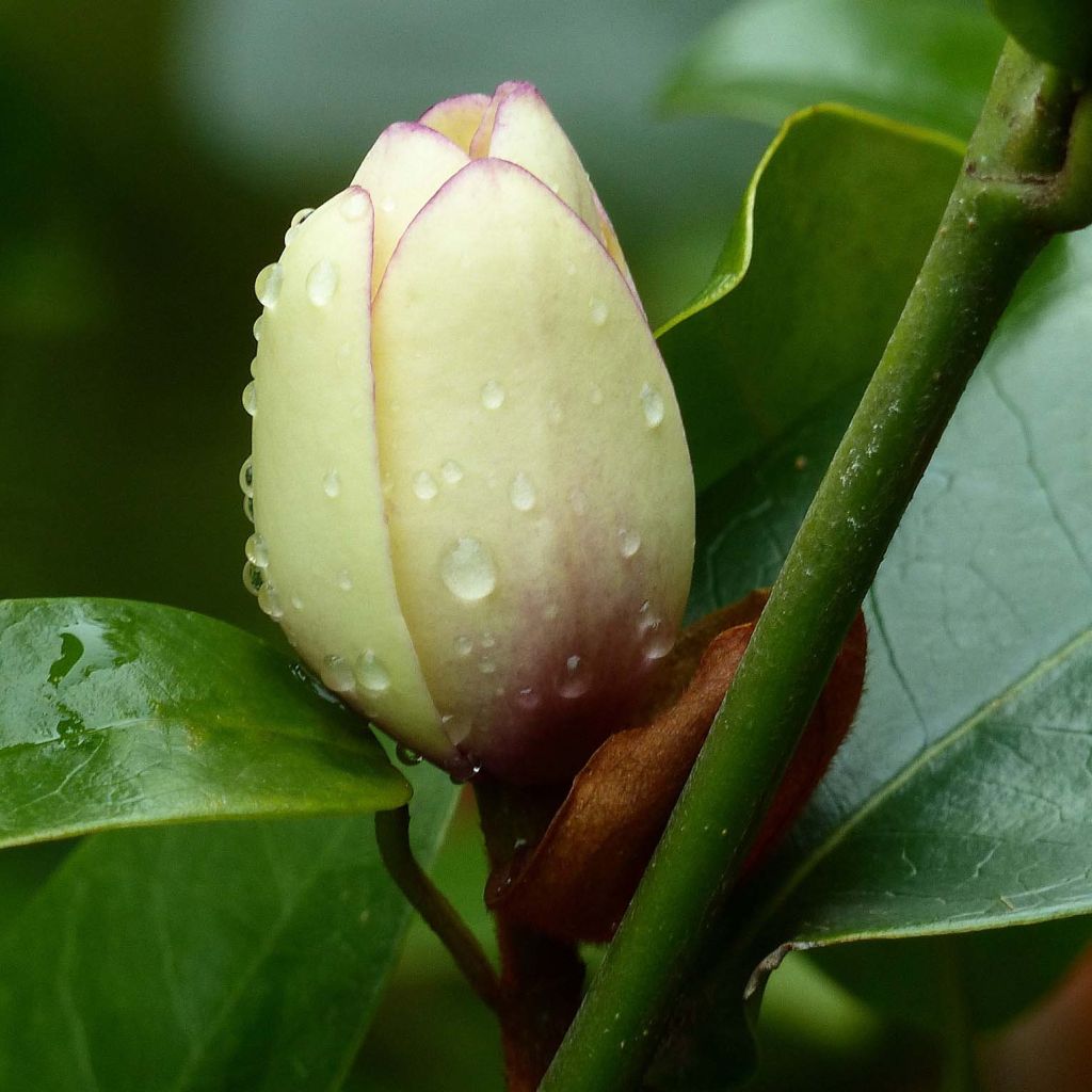 Michelia White Caviar - magnolia persistant