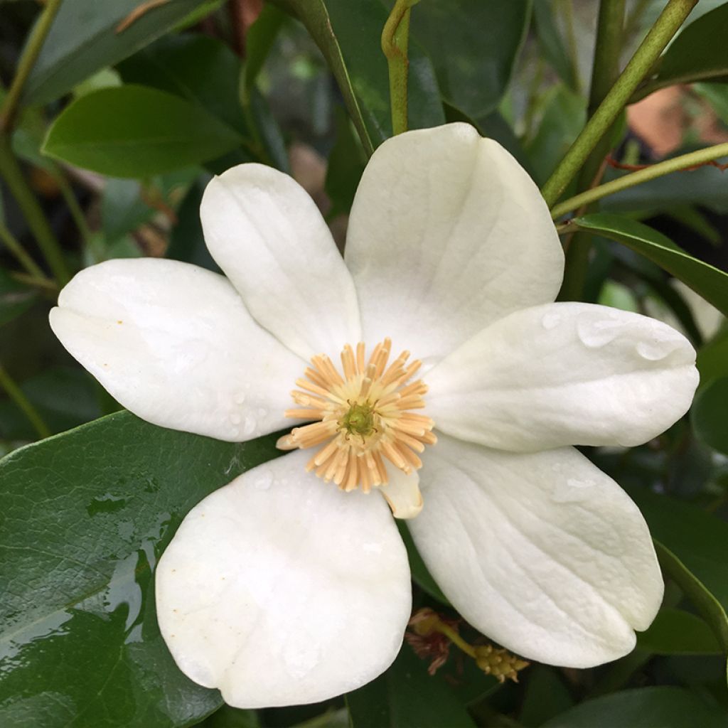 Michelia yunnanensis ou Magnolia yunnanensis