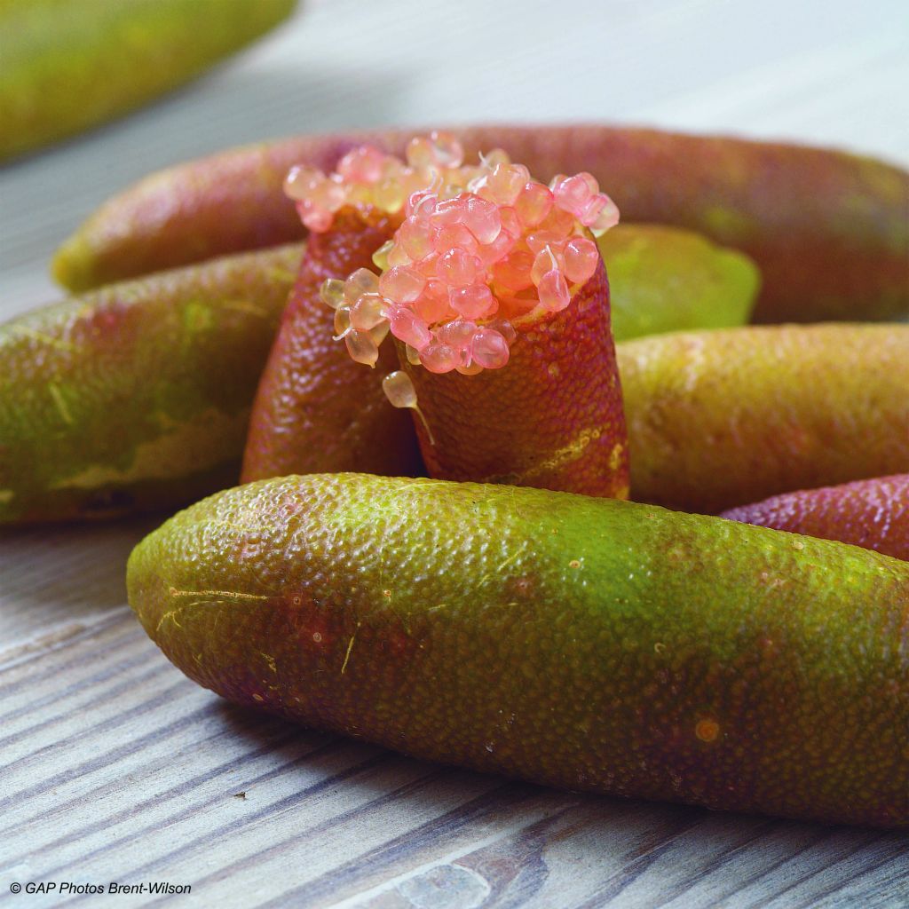 Citron Caviar (microcitrus Australasica) à Pulpe Rouge