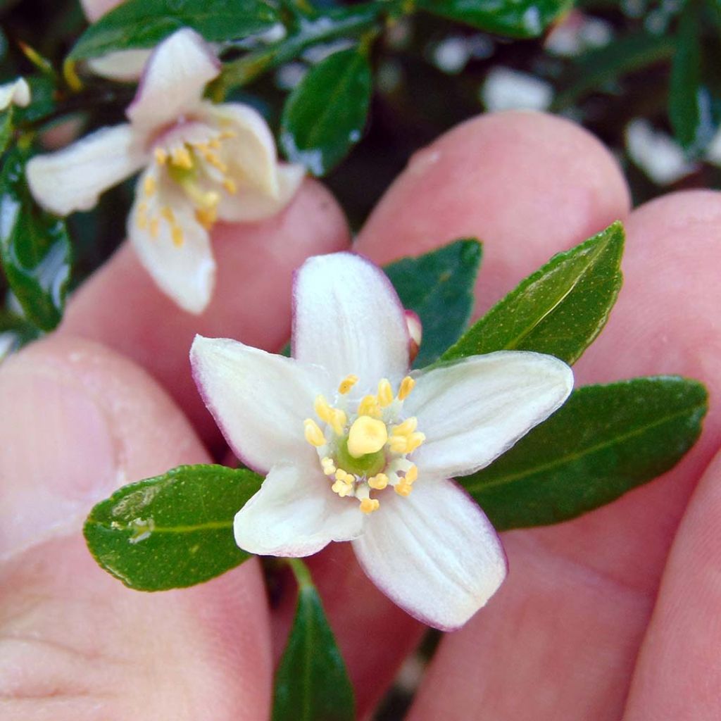 Microcitrus australasica - Citron caviar - Pépinières Constantin