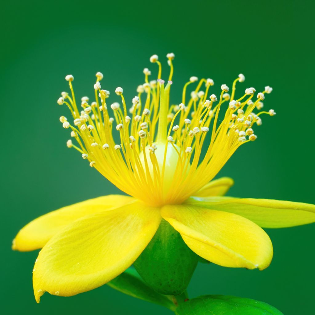 Millepertuis - Hypericum inodorum Miracle Pistache