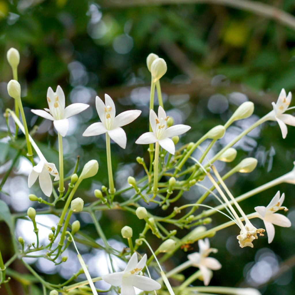 Millingtonia hortensis - Jasmin en arbre