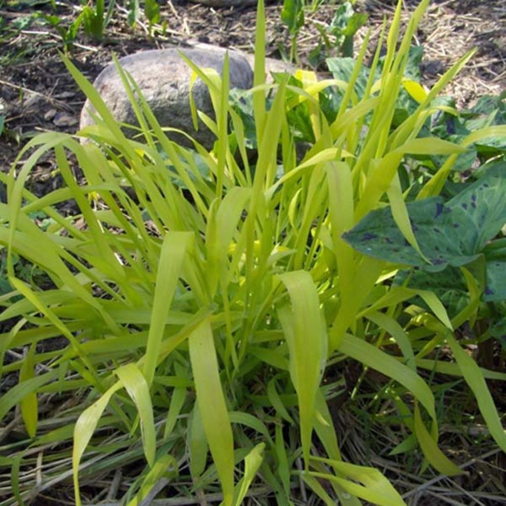 Milium effusum aureum