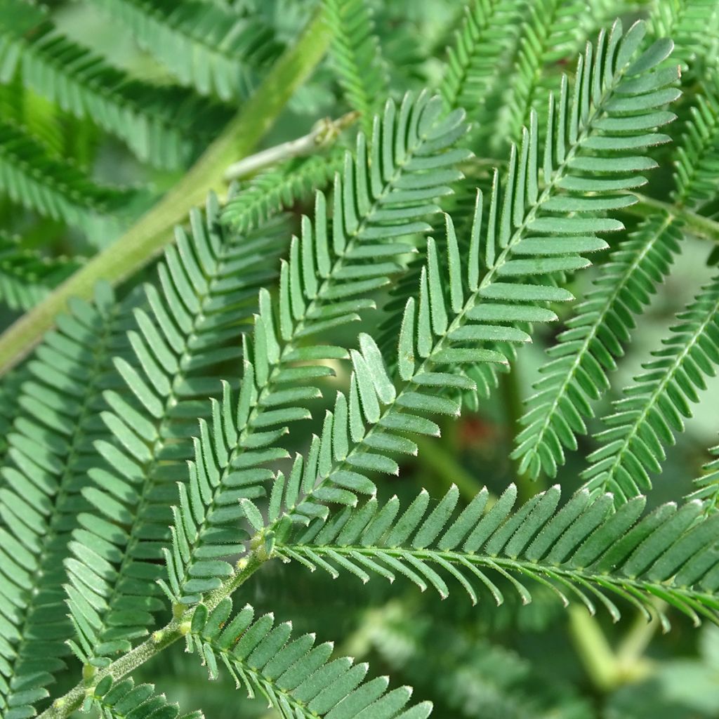 Mimosa - Acacia dealbata