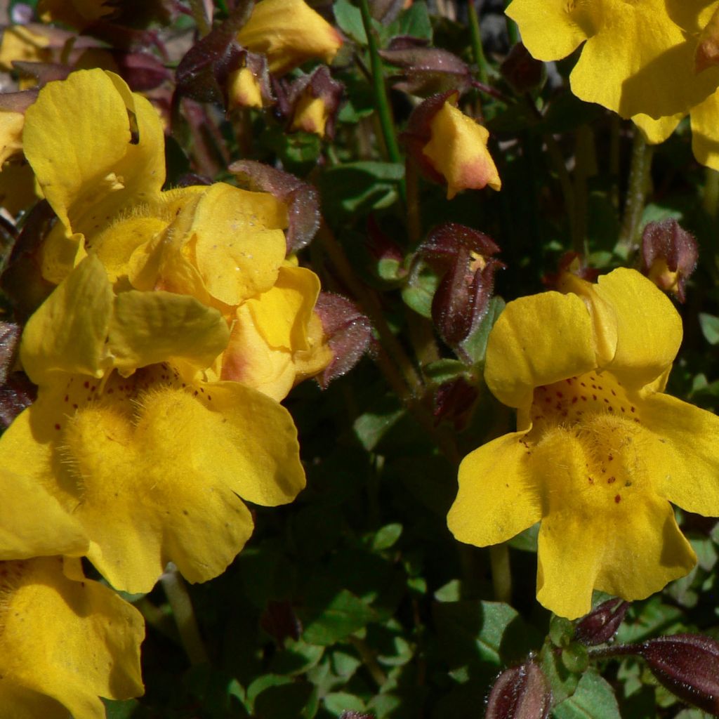 Mimulus tilingii