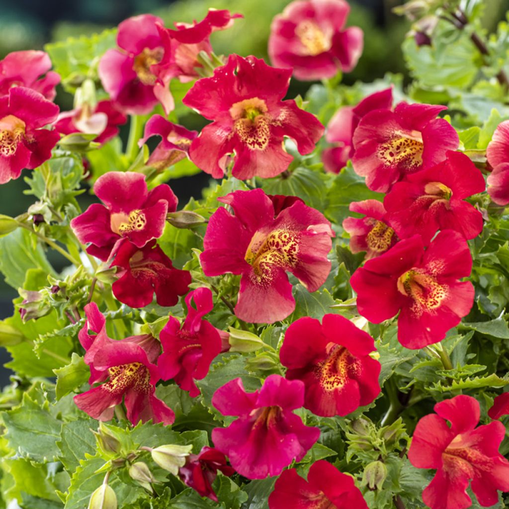 Mimulus Bonfire Red - Mimule