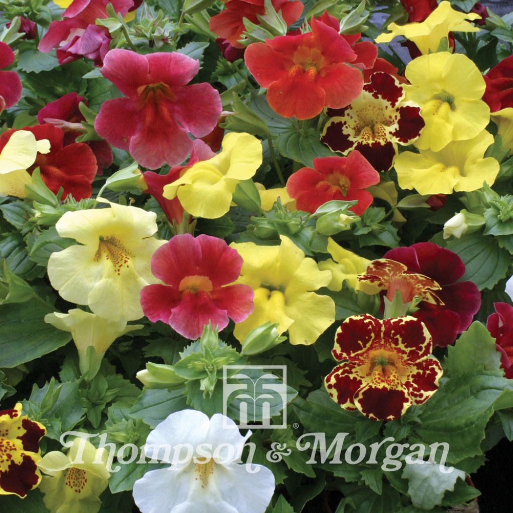 Mimulus x Hybridus Maximus Mixed 