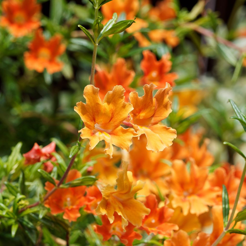 Mimulus aurantiacus Mai Tai Orange - Mimule