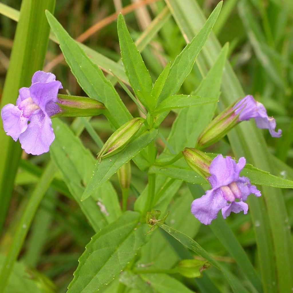 Mimulus ringens - Mimule bleue