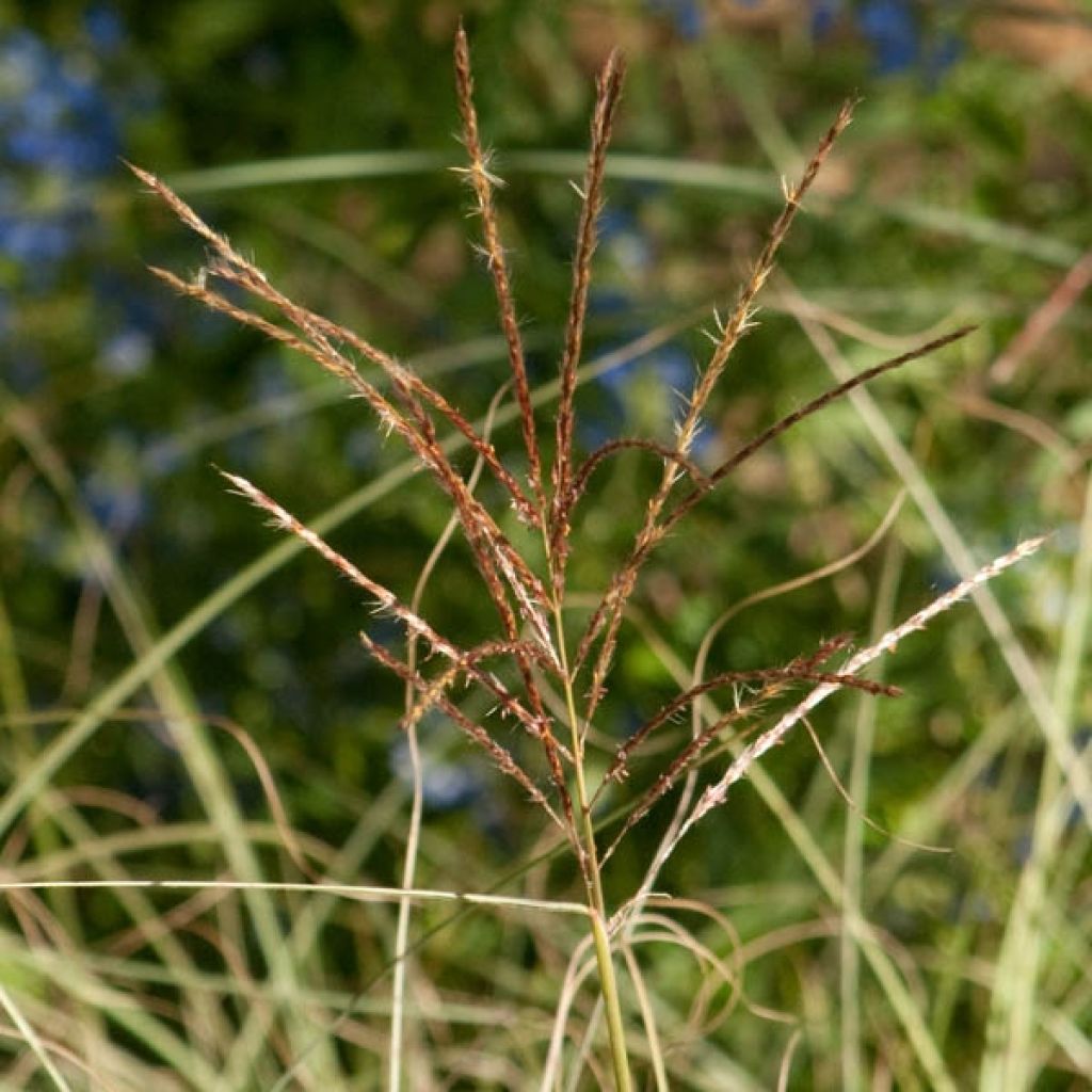 Miscanthus sinensis Morning Light - Eulalie, Roseau de Chine