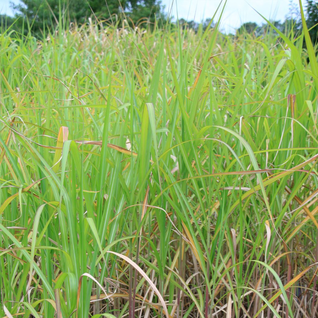 Miscanthus floridulus - Roseau de Chine, Eulalie gigantesque