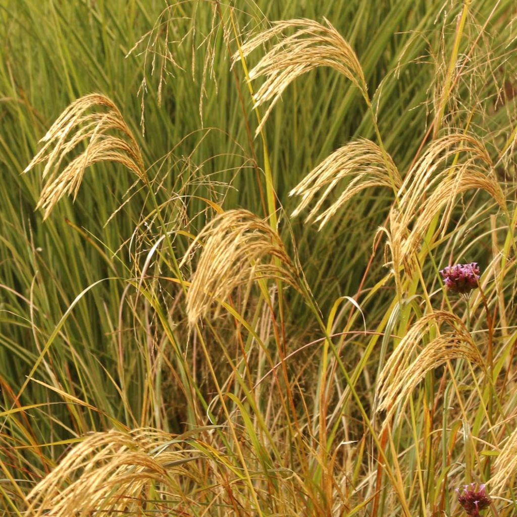 Miscanthus nepalensis - Miscanthus du Népal