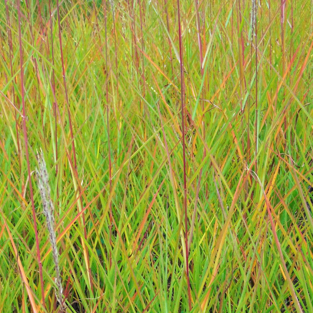 Miscanthus sinensis Afrika - Eulalie - Roseau de Chine