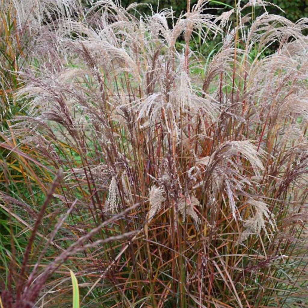 Miscanthus sinensis Aperitiv (Aperitif) - Roseau de Chine