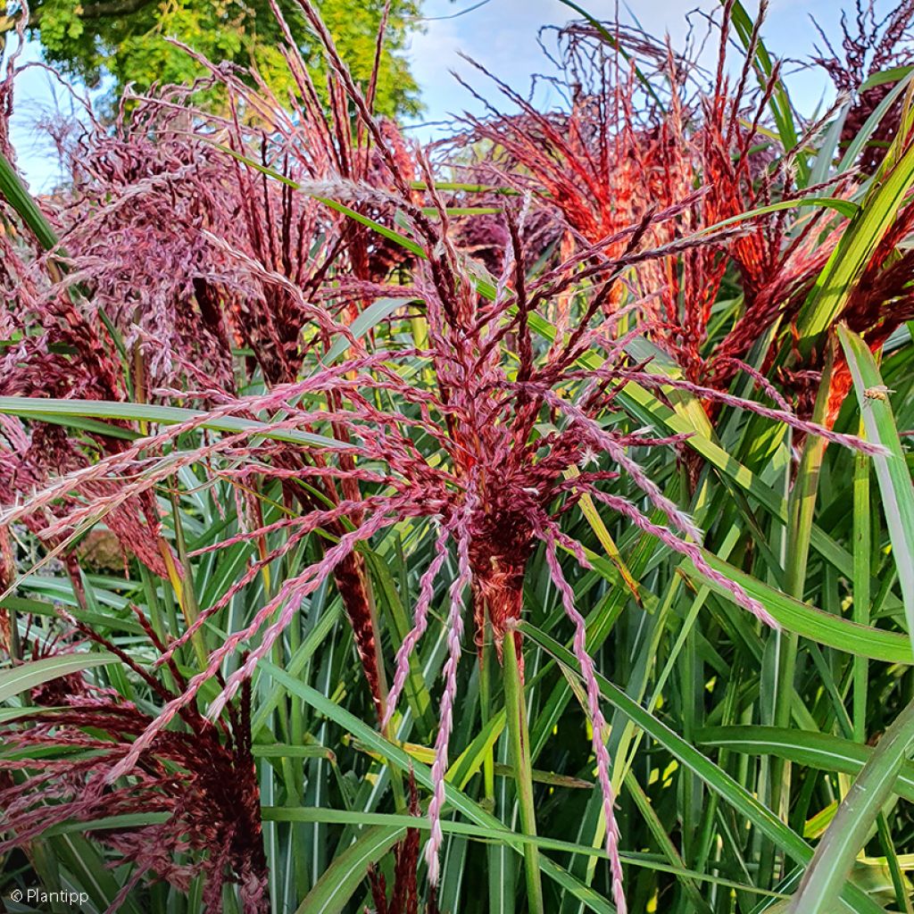 Miscanthus sinensis Boucle - Roseau de Chine