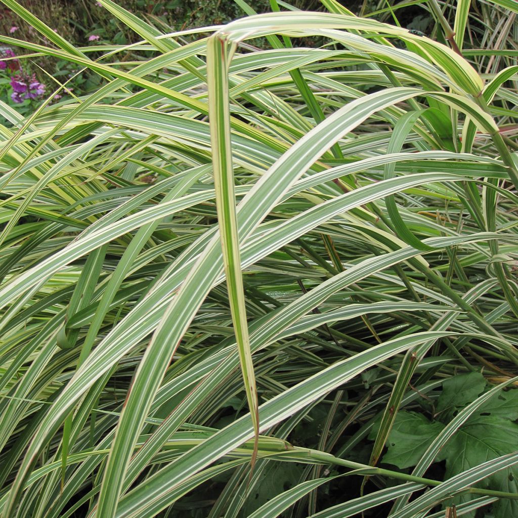 Miscanthus sinensis Cosmopolitan - Eulalie, Roseau de Chine