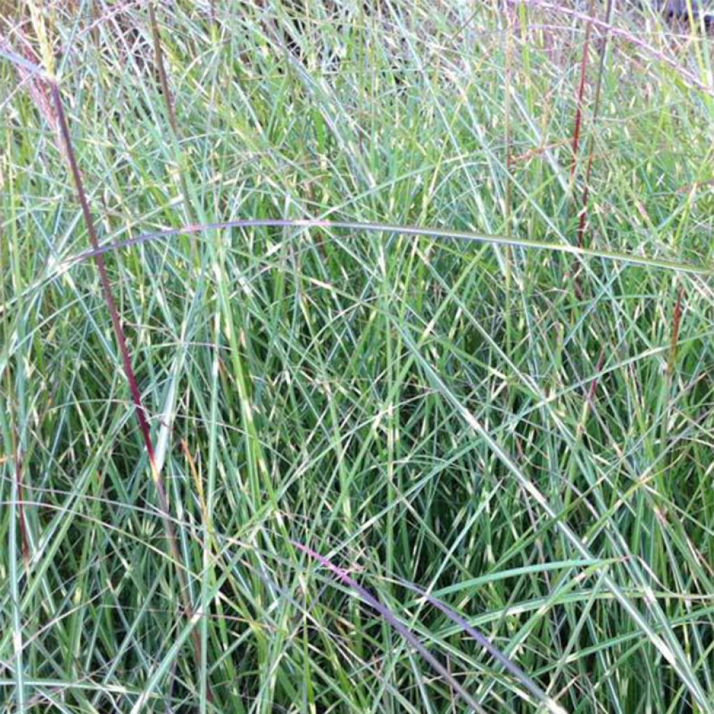 Miscanthus sinensis Etincelle - Roseau de Chine