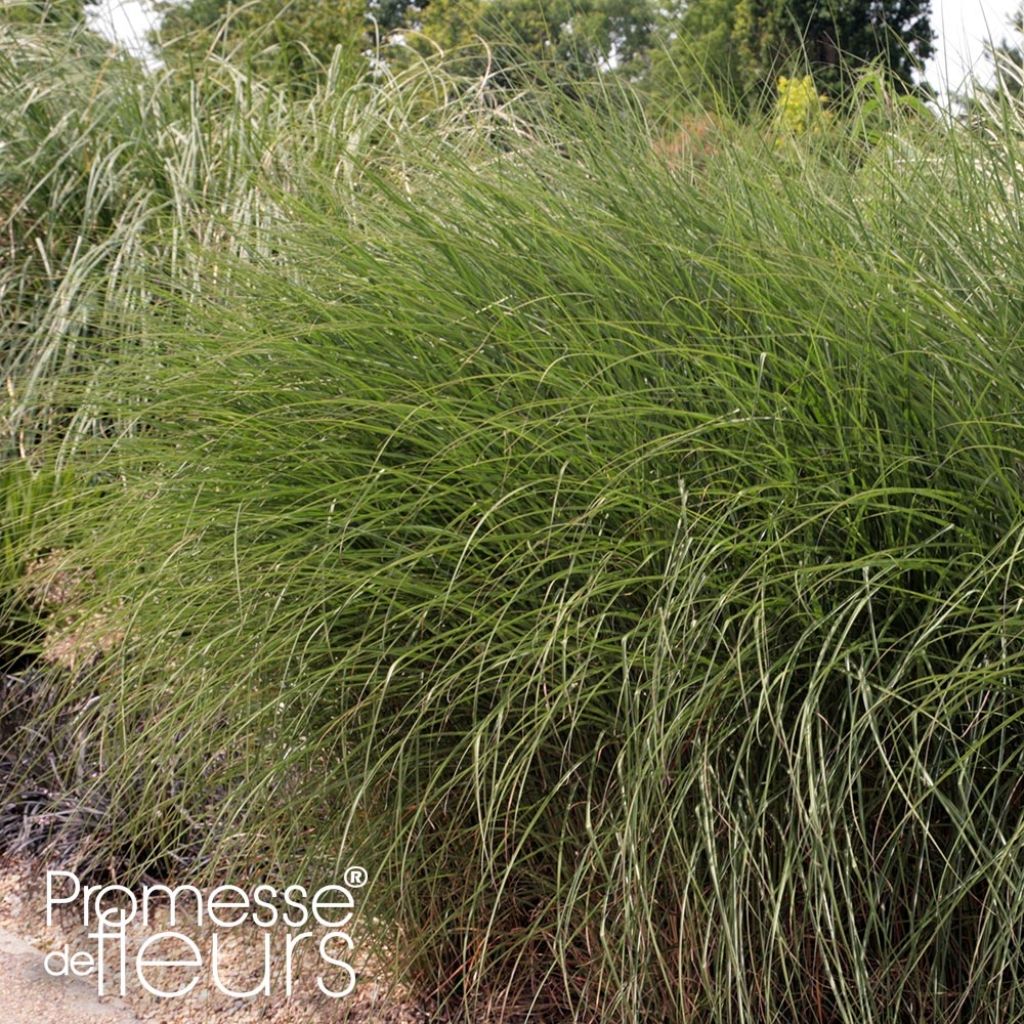 Miscanthus sinensis Gnom - Eulalie, Roseau de Chine