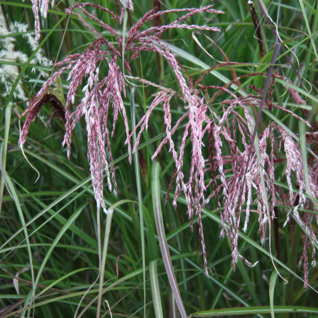 Miscanthus sinensis Kaskade - Roseau de Chine