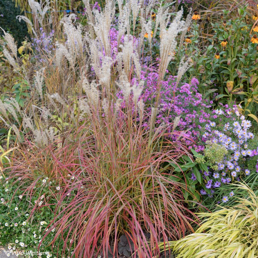 Miscanthus sinensis Little Miss - Roseau de Chine