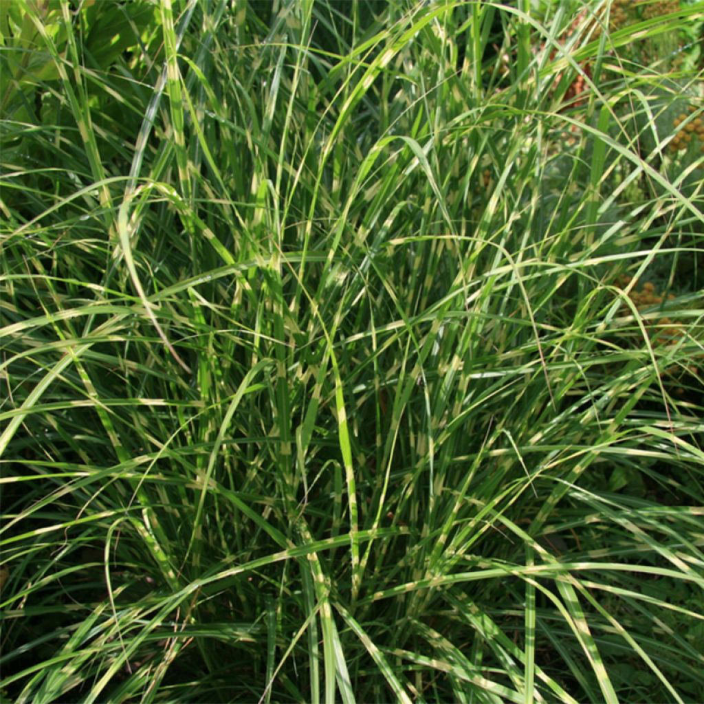 Miscanthus sinensis Little Zebra - Roseau de Chine panaché