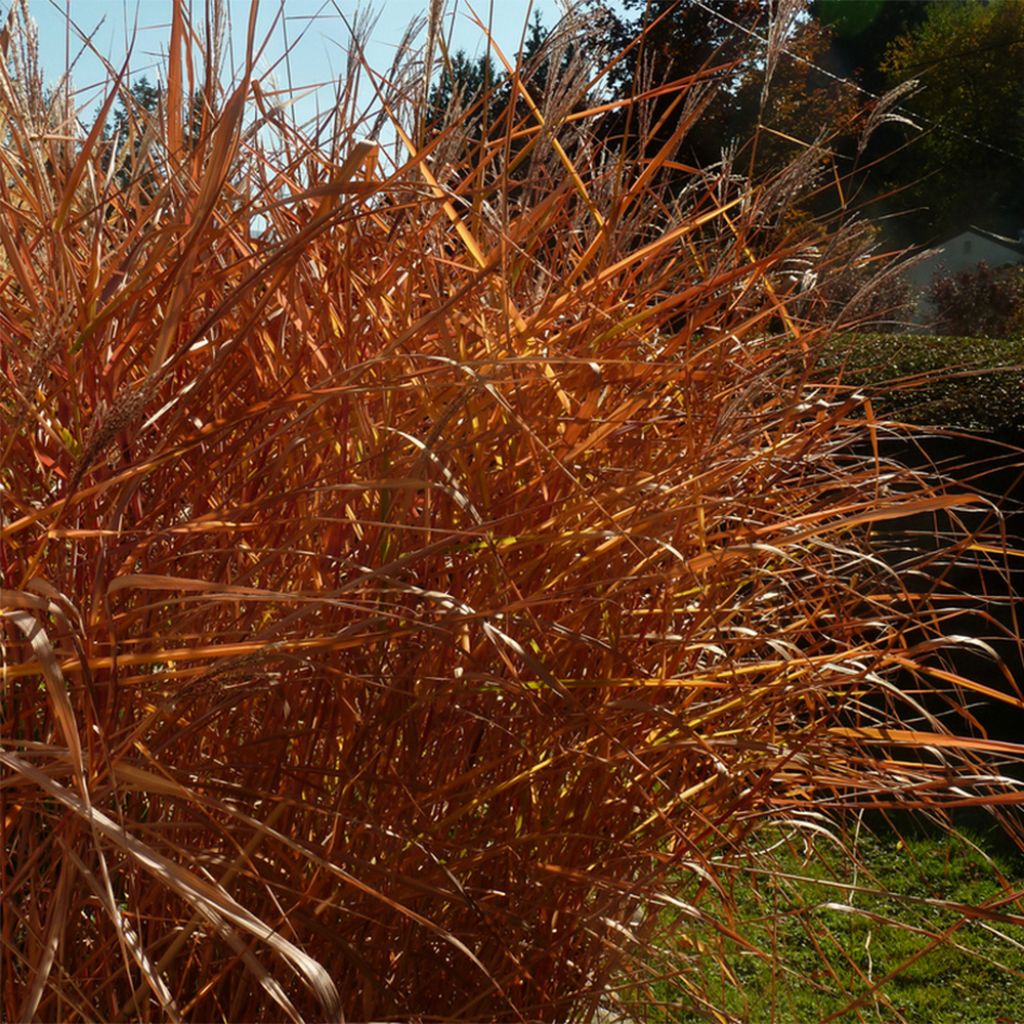 Miscanthus sinensis Purpurascens, Eulalie