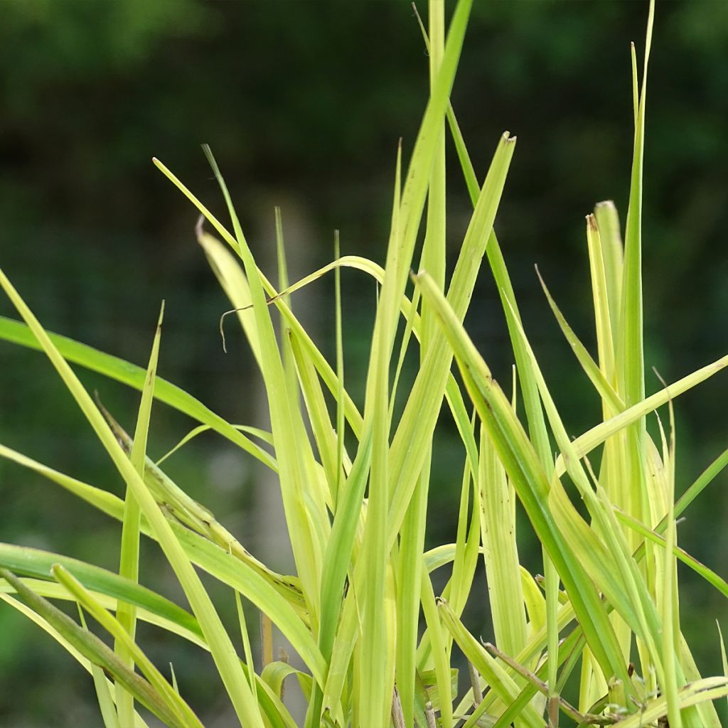 Miscanthus sinensis Purpurascens, Eulalie