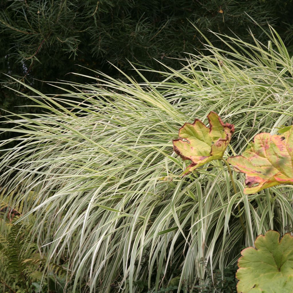 Miscanthus sinensis Variegatus - Roseau de Chine