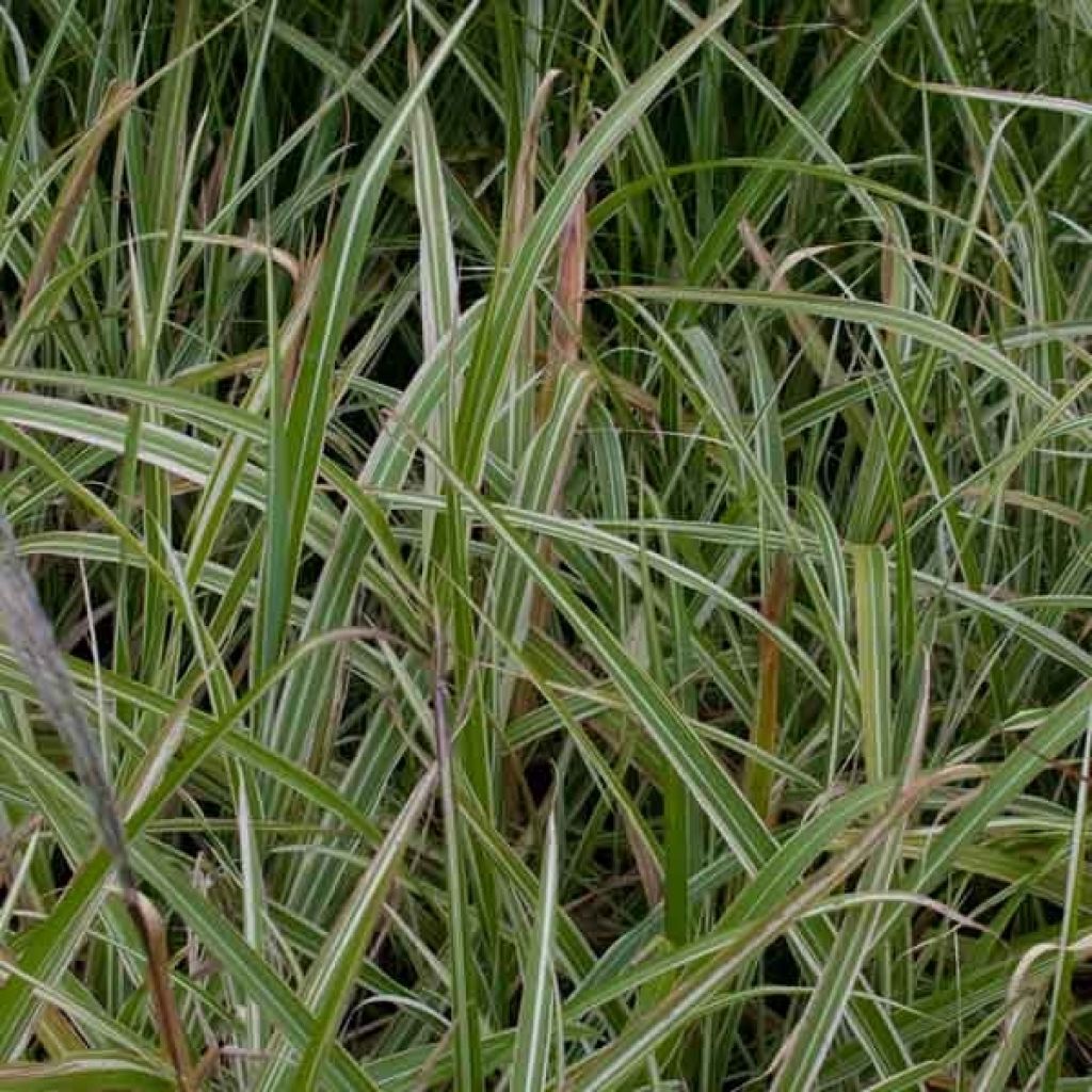 Miscanthus sinensis Cosmopolitan - Eulalie, Roseau de Chine