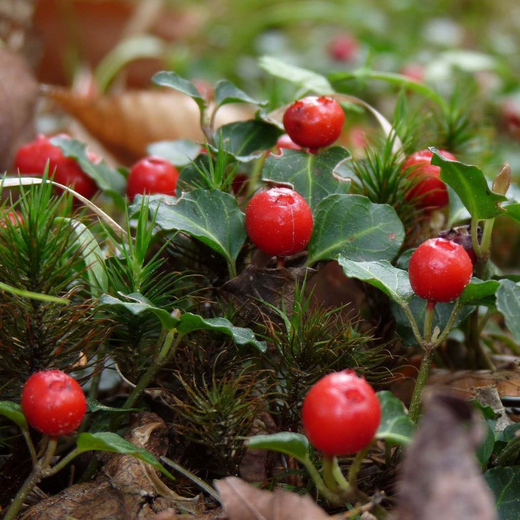 Mitchella repens - Pain de perdrix                      