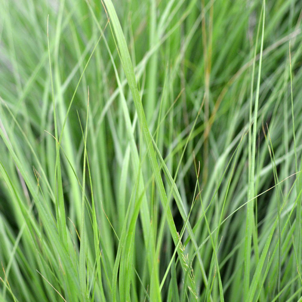 Molinia caerulea Heidezwerg - Molinie bleue à fleurs pourpre