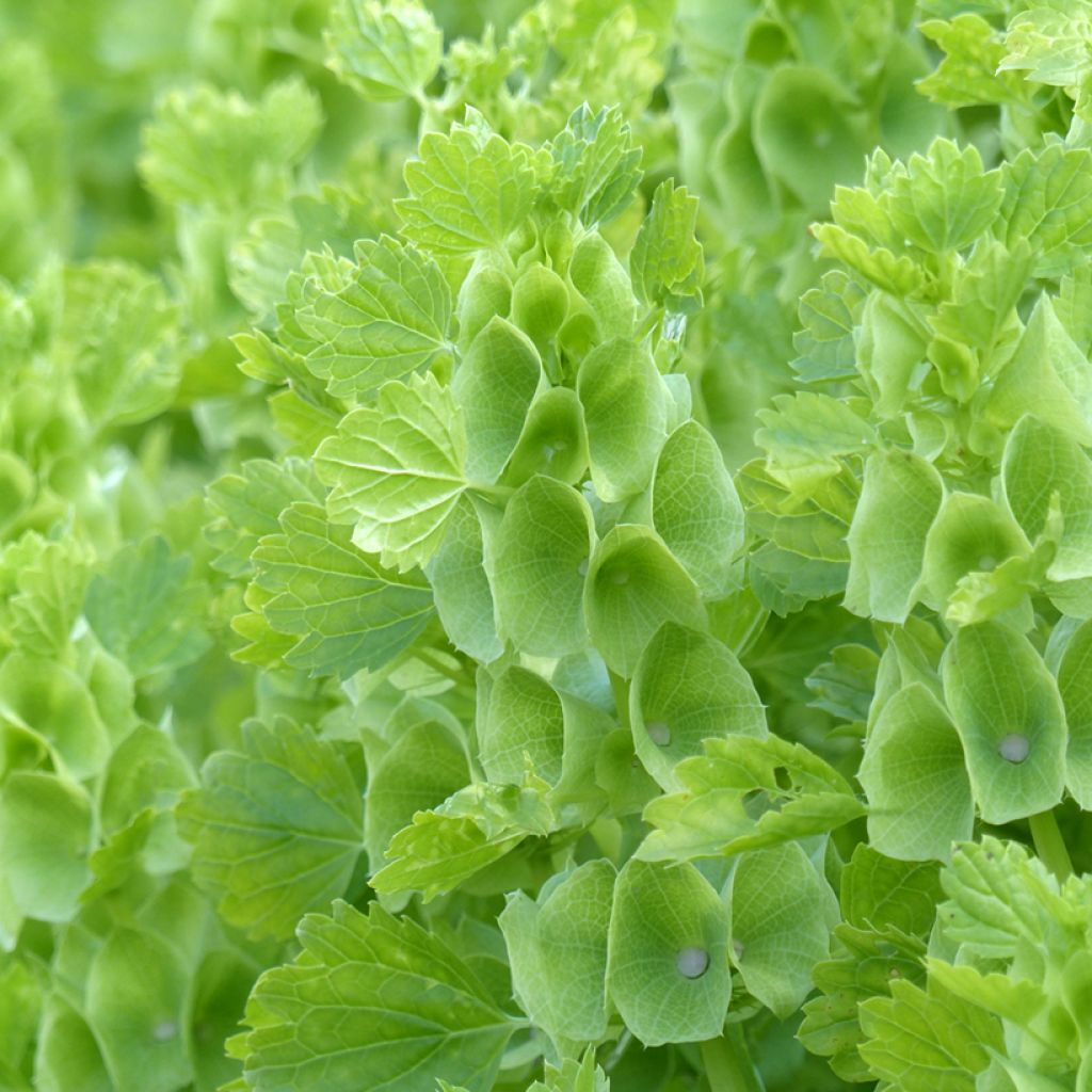 Graines de Moluccella laevis Bells of Ireland - Clochettes d'Irlande