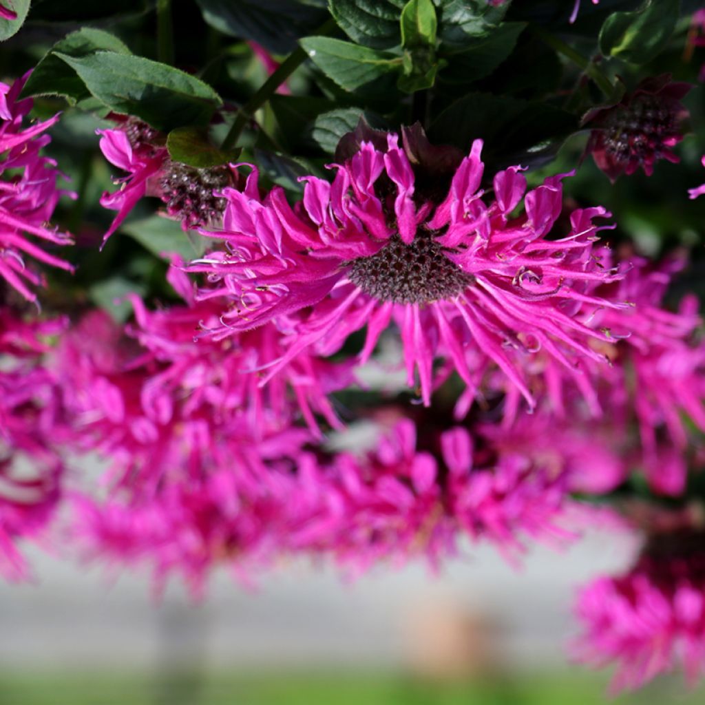 Monarda Bee True - Monarde