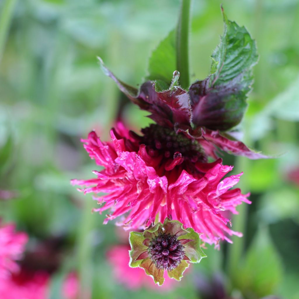 Monarda Bee True - Monarde