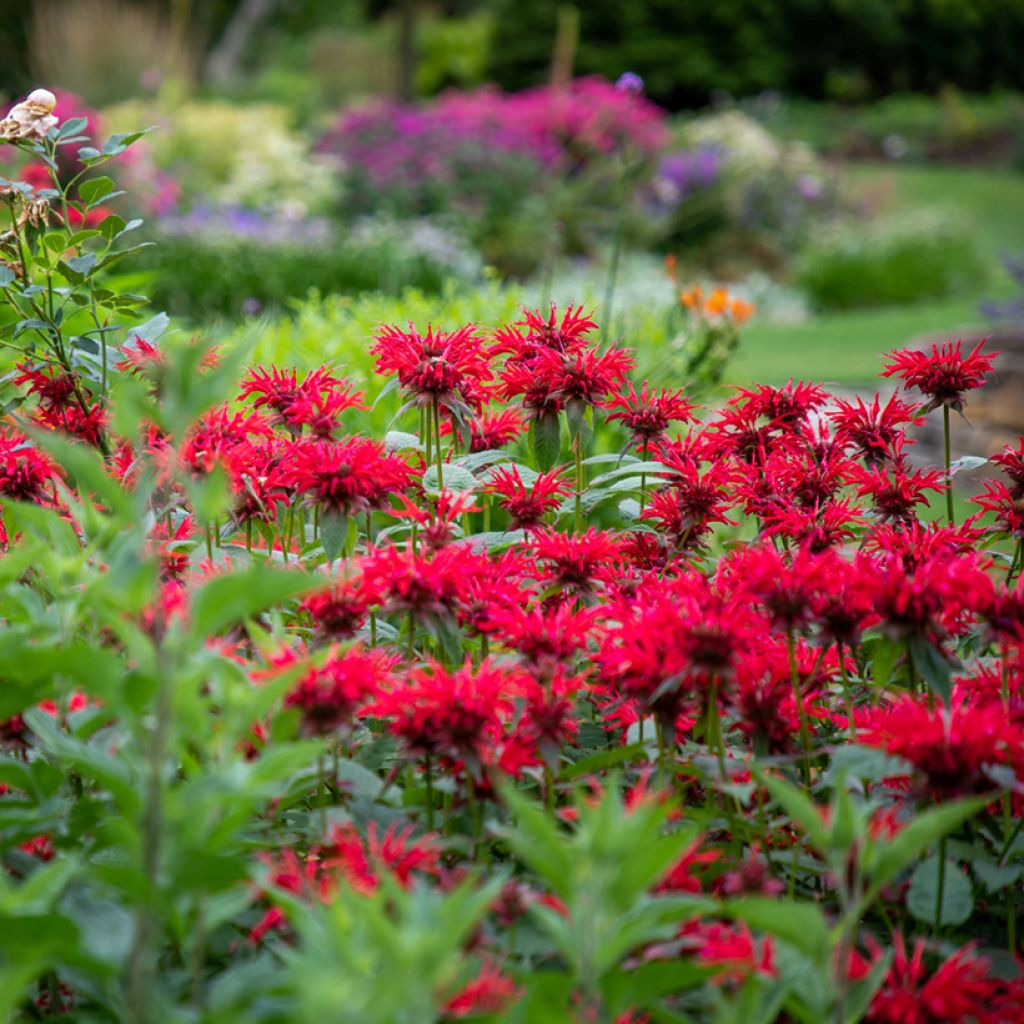 Monarda Gardenview Scarlet - Bergamote écarlate