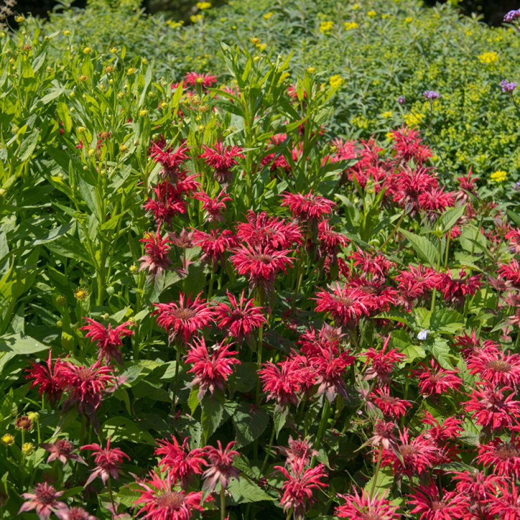 Monarda Gardenview Scarlet - Bergamote écarlate