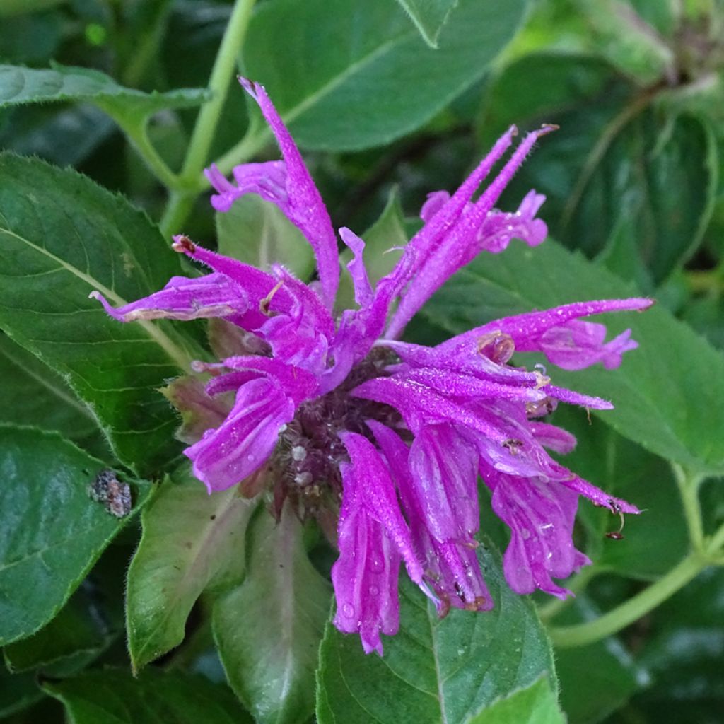 Monarda fistulosa Tetraploid - Bergamote rose