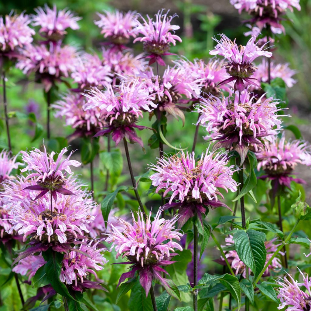 Monarde Beauty of Cobham - Bergamote rose