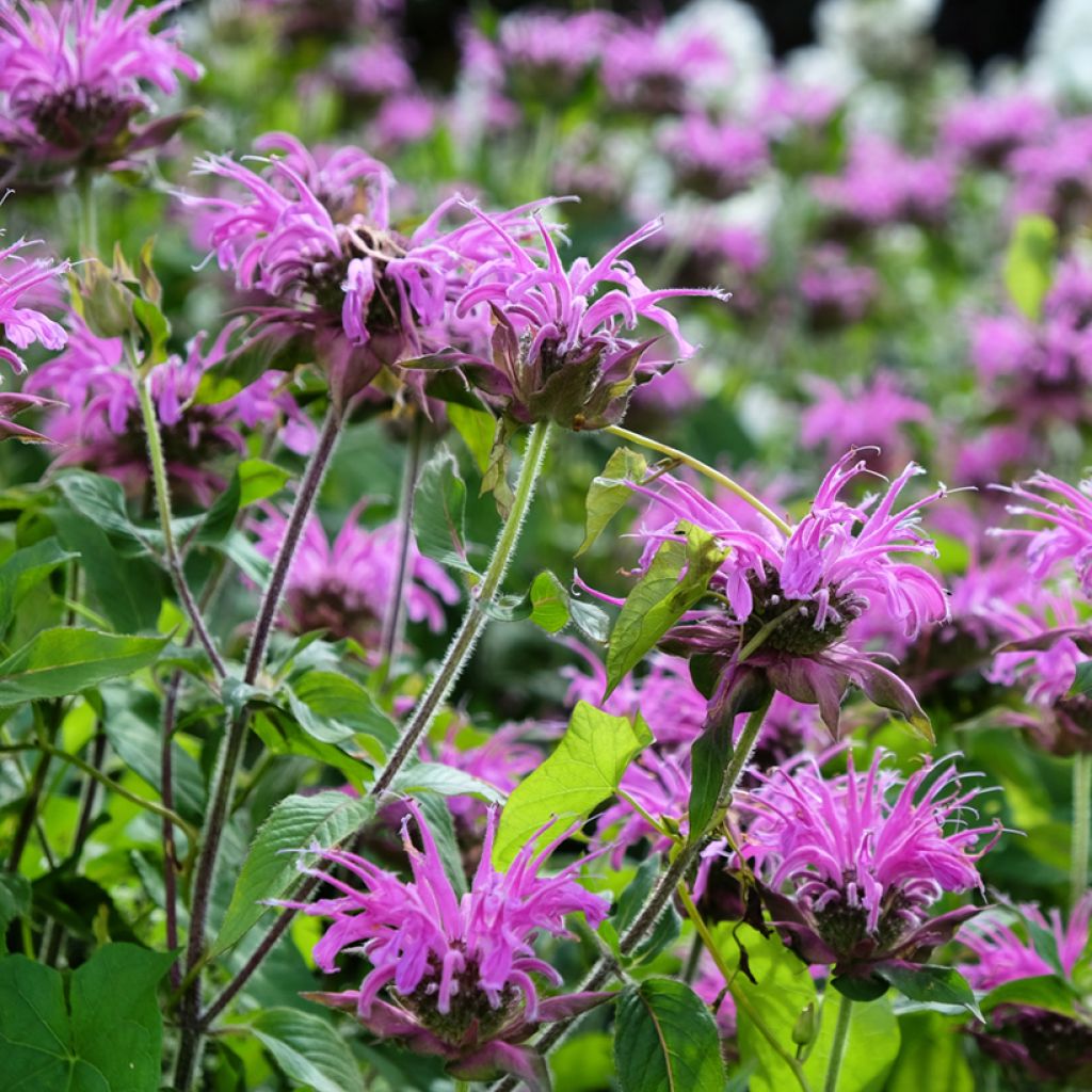 Monarde Blaustrumpf - Bergamote lilas foncé