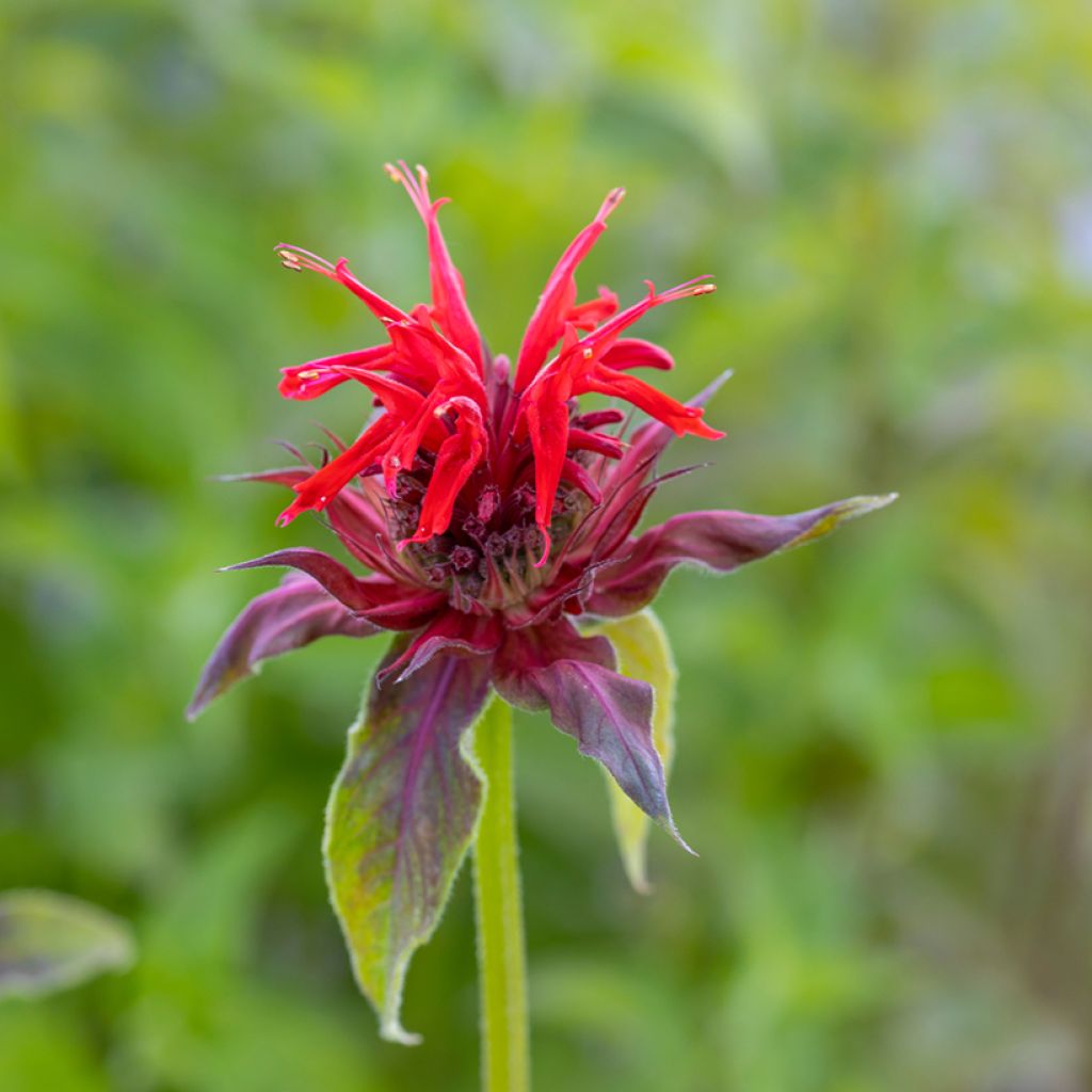 Monarde Cambridge Scarlet -Thé d'Oswego Cambridge Scarlet - Monarda Bergamote 