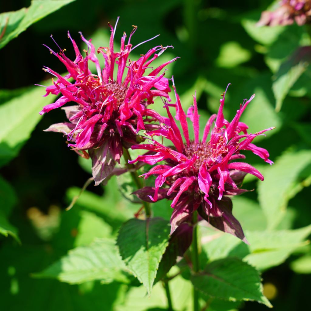 Monarde Cambridge Scarlet -Thé d'Oswego Cambridge Scarlet - Monarda Bergamote 