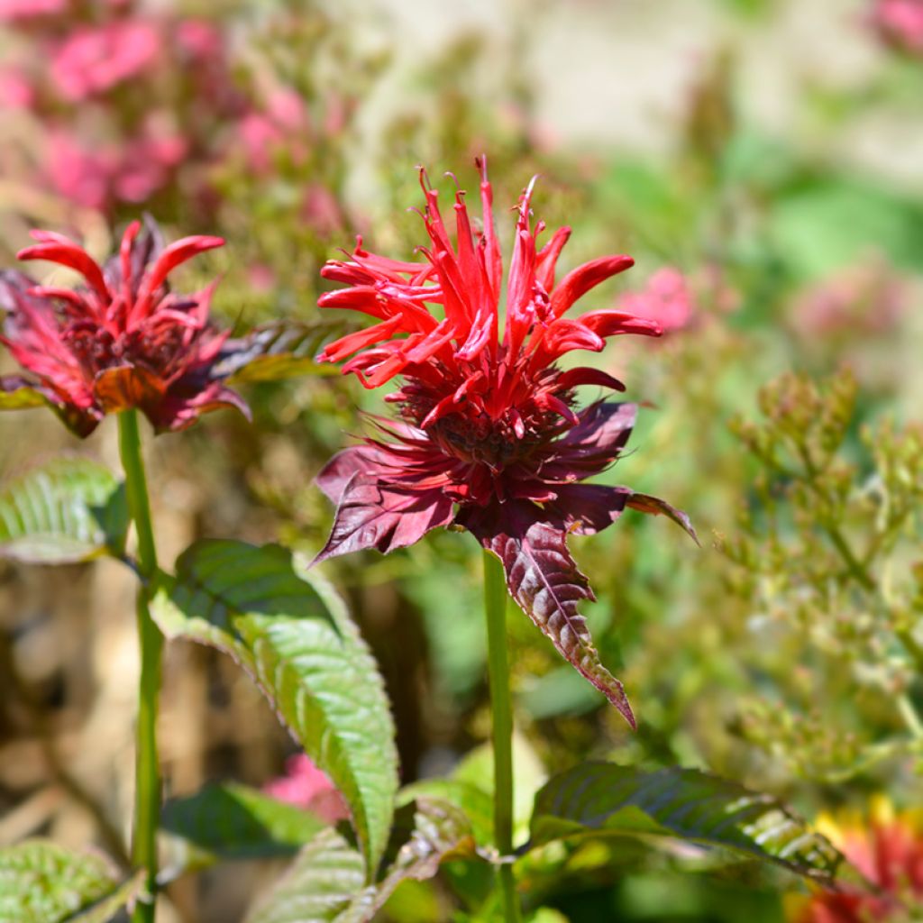 Monarde Cambridge Scarlet -Thé d'Oswego Cambridge Scarlet - Monarda Bergamote 