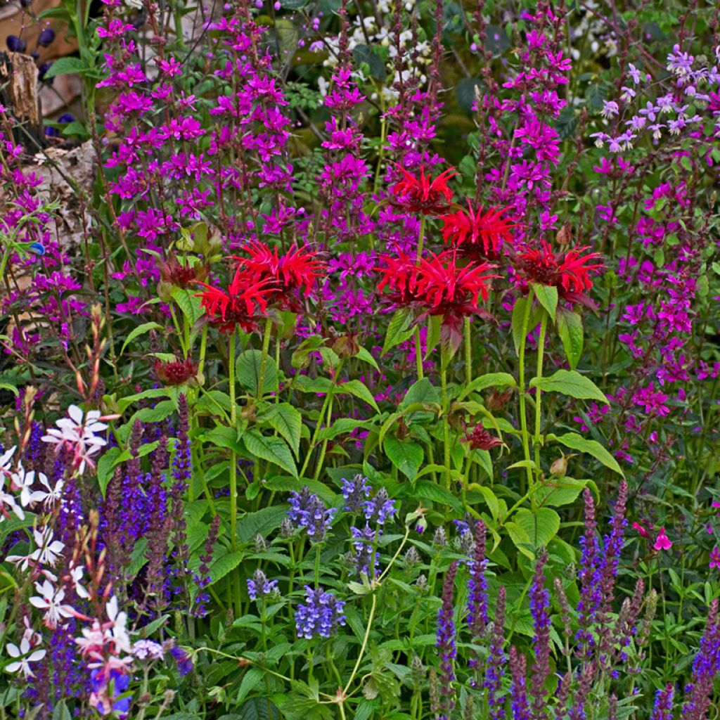 Monarde Cambridge Scarlet -Thé d'Oswego Cambridge Scarlet - Monarda Bergamote 