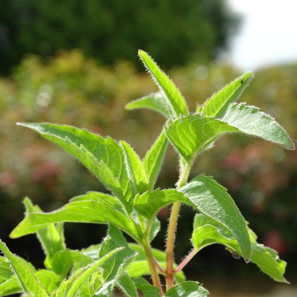 Monarde Heidelerche - Bergamote rose-rouge